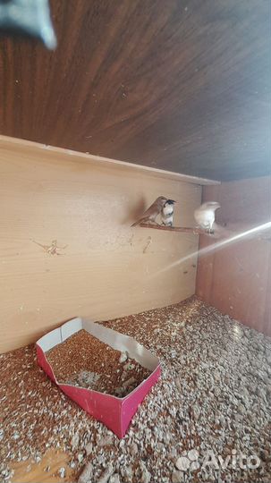 Японские амадины