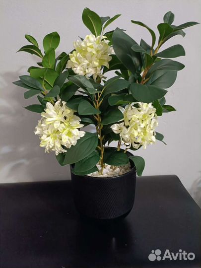 Куст с цветами в кашпо