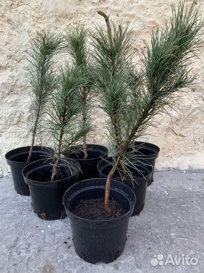 Саженцы кедра