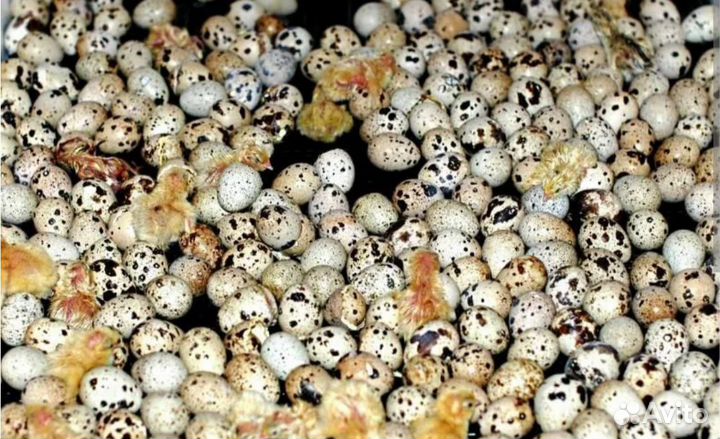 Яйца перепелиные домашние инкубационные