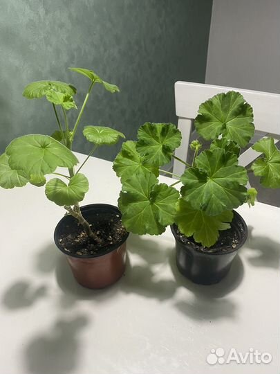 Герань пеларгония