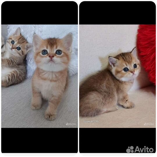 Британская шиншилла