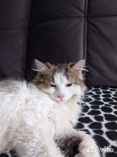 Кот
