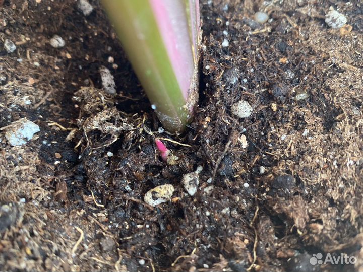 Строманта триколор