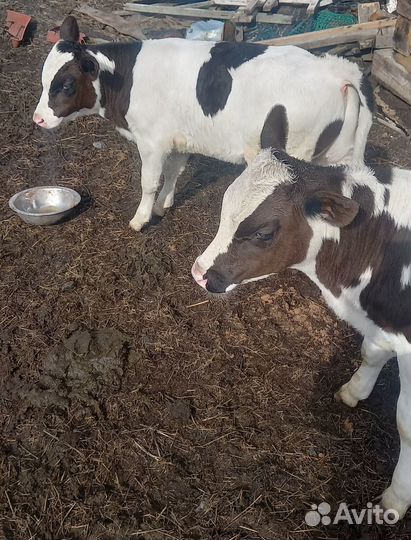 Телята бычки