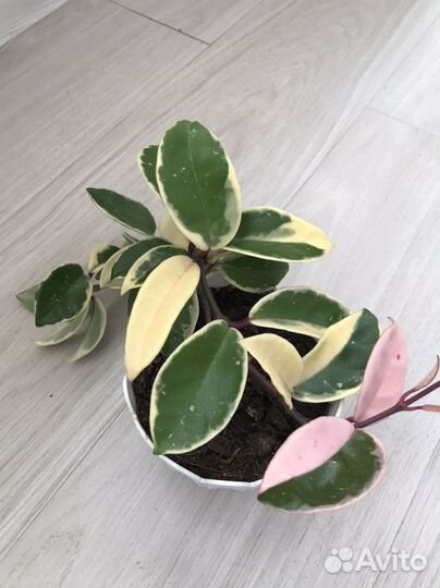 Хойя кримсон квин