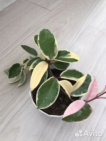 Хойя кримсон квин