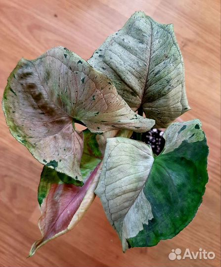 Сингониумы сортовые