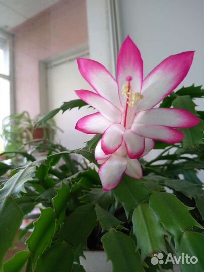 Декабрист (шлюмбергера)