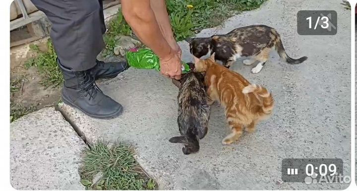 Котята со стройки