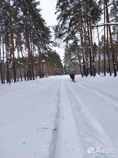 Прогулки на лошадях