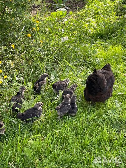 Цыплята, ухейилюй