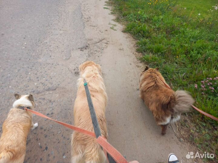 Выгул собак