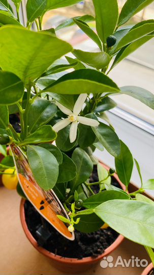 Цитрус мандариновое дерево