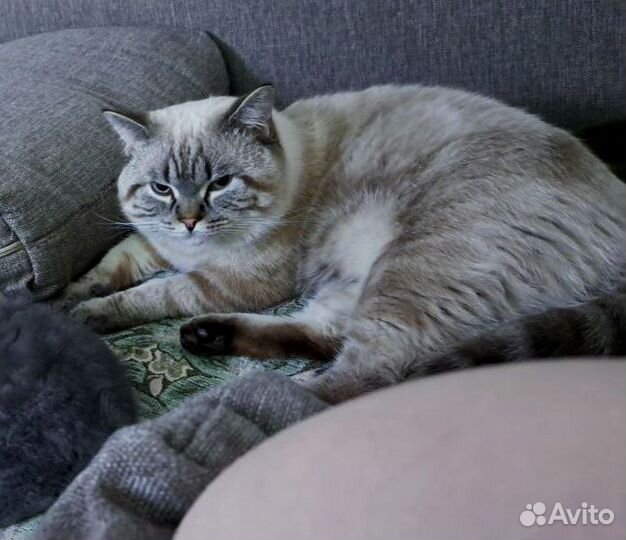 Шотландский кот Страйт