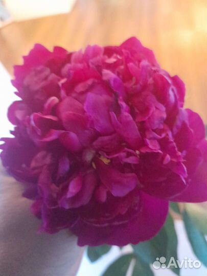 Пионы сорт канзас бордовые