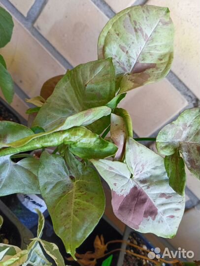 Сингониумы сортовые