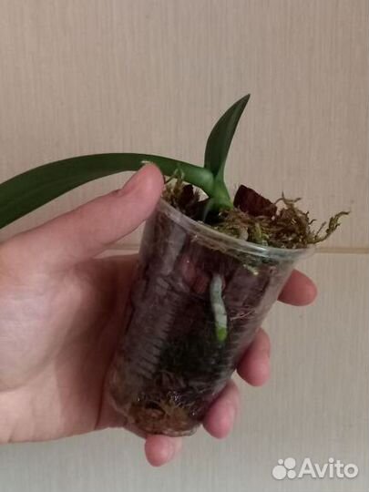 Детка орхидеи фаленопсис попугай