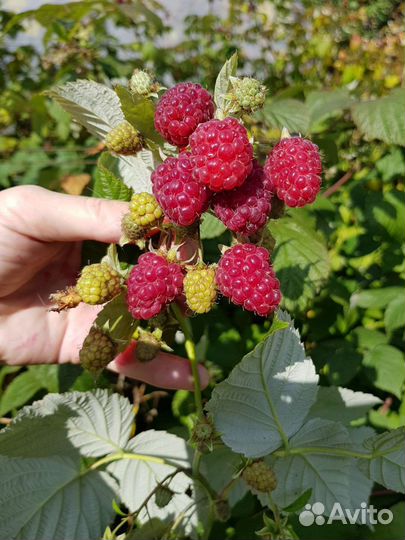 Ремонтантная малина