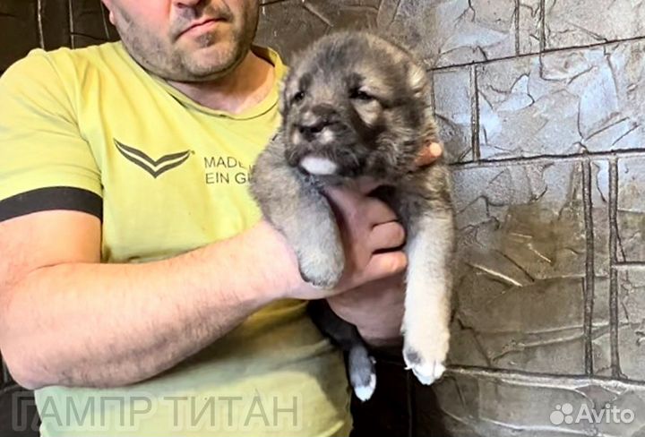 Армянский Гампр-Щенки