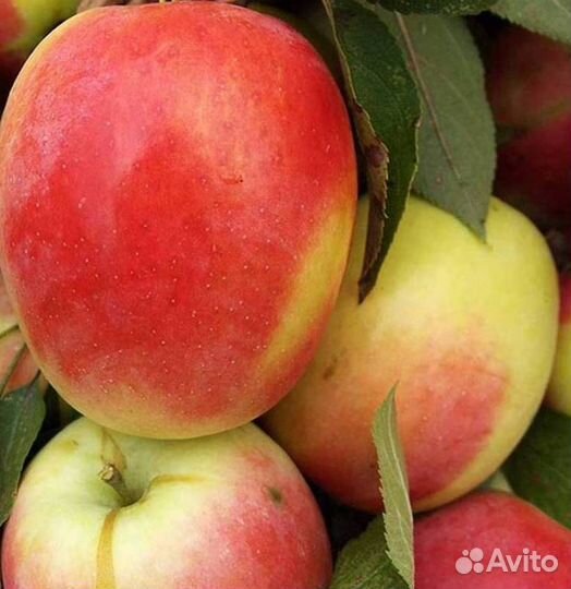 Саженцы яблони Северный Синап