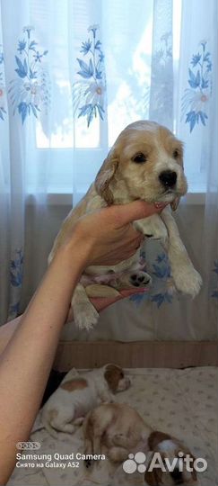 Кокер спаниель