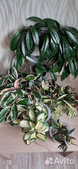 Взрослые хойи