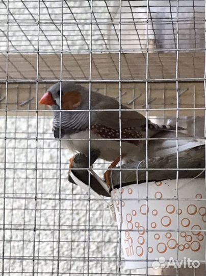 Певчие амадины с клеткой