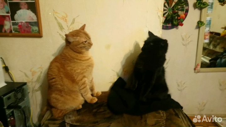 Передержка кошек