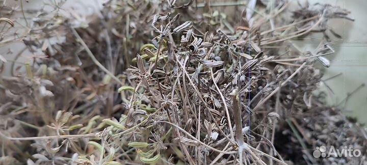 Семена Аниса крымские