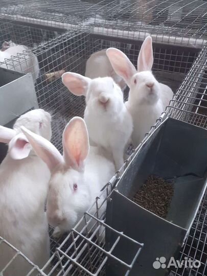 Белый Панон