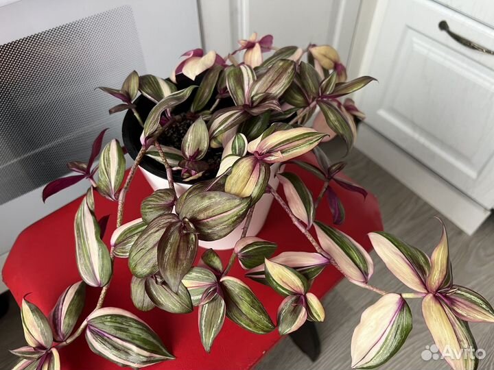 Традесканция