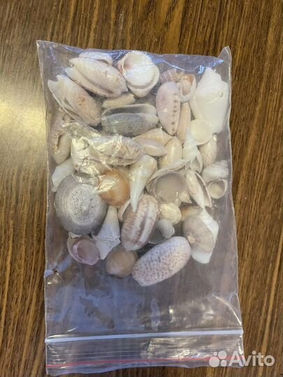 Морские ракушки