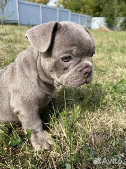 Щенок в окрасе изабелла