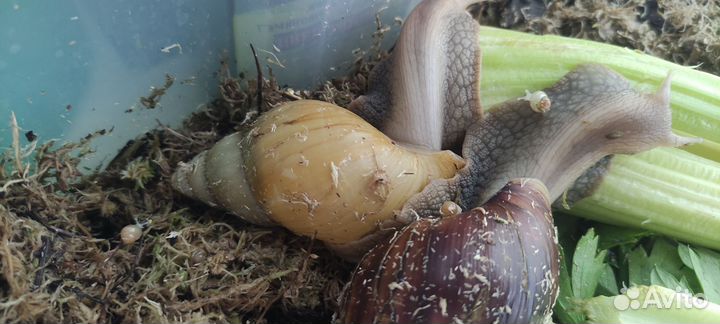 Улитки ахатины