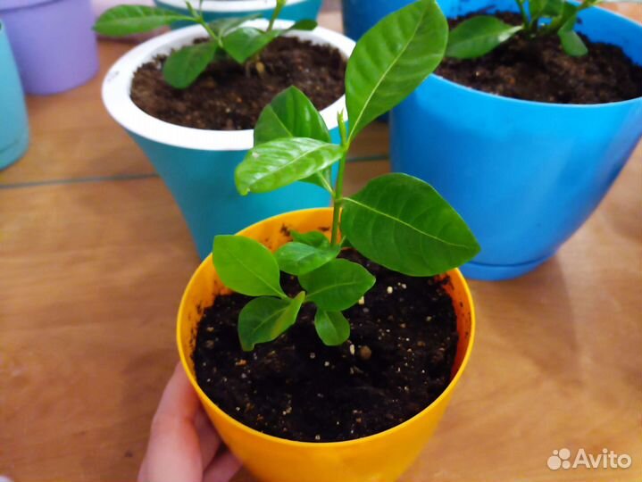 Гардения жасминовидная с горшком