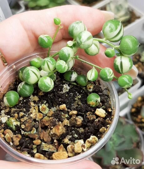 Суккуленты-Крестовник роули вариегатный