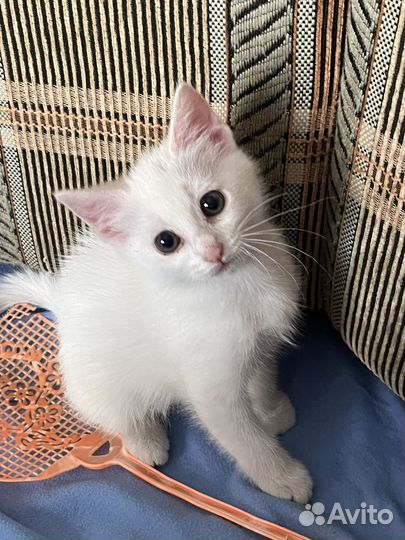 Котёнок от шотландской кошки