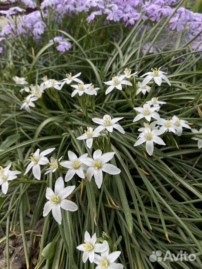 Птицемлечник