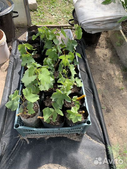 Саженцы Винограда