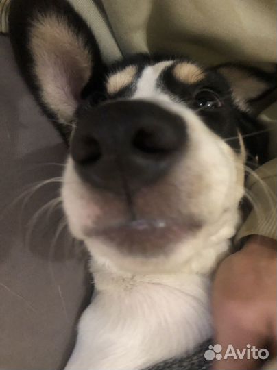 Щенок в добрые руки