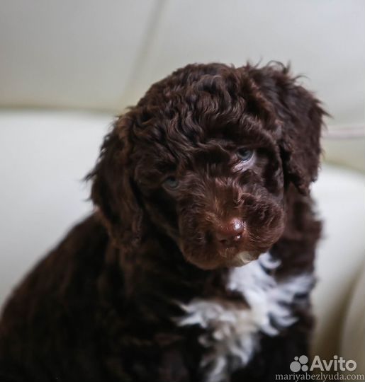 Продажа щенков