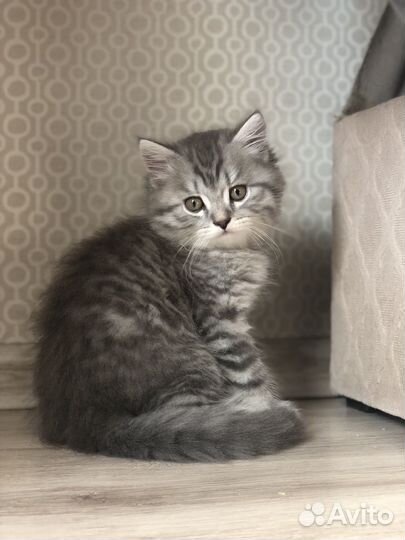 Шотландская длиношестная кошка