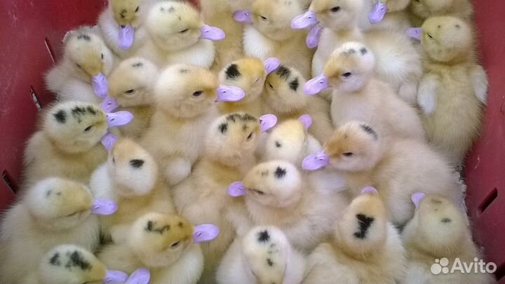 Молодняк птицы