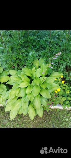 Хоста 2 вида
