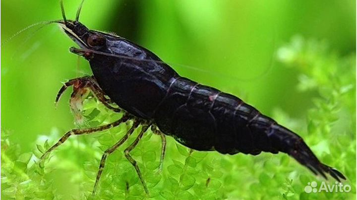 Креветки аквариумные Блю Дрим. Черная сакура