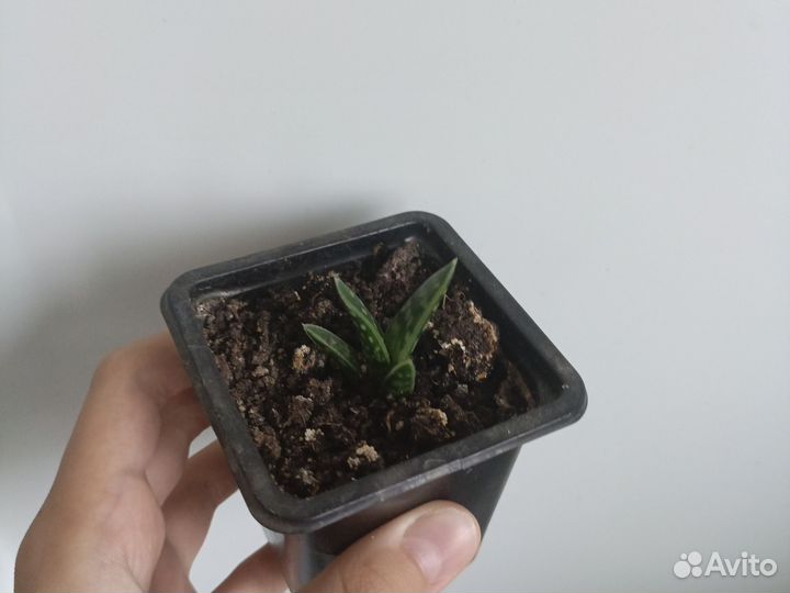 Декоративные растения