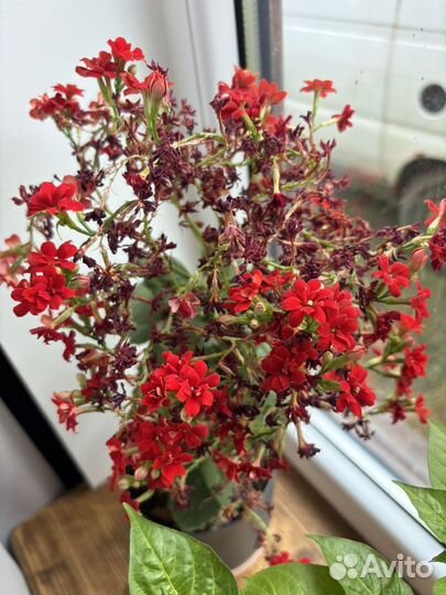 Каланхое Блоссфельда