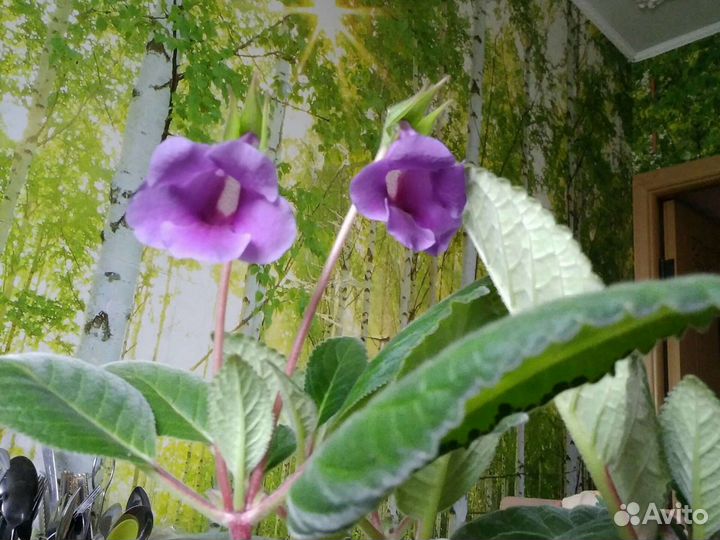 Глоксиния тидея