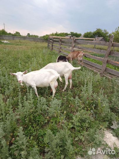 Козы зааненский две за 25 тыс